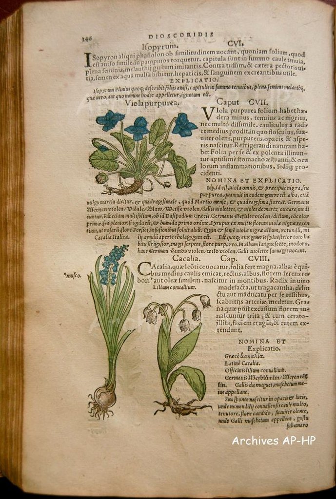 Herbier D172 Herbier
