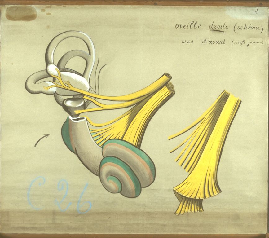 Planche anatomique de l'oreille droite (schéma) Vue d'avant (nerfs jaunes), s.d.