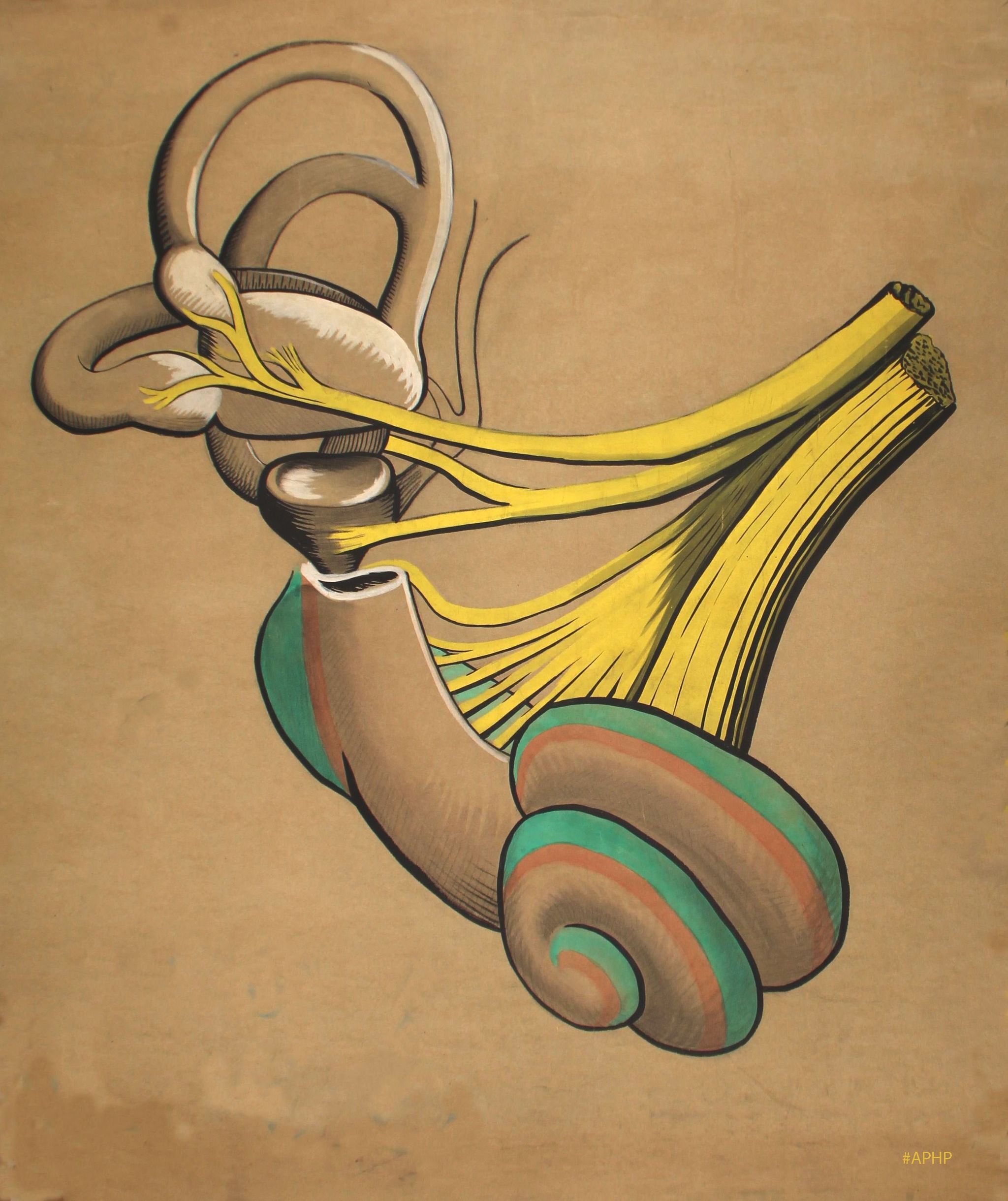 Détail d’une planche anatomique : oreille droite (schéma), vue d'avant (nerfs jaunes) (Archives AP-HP, 2Fi/C23).